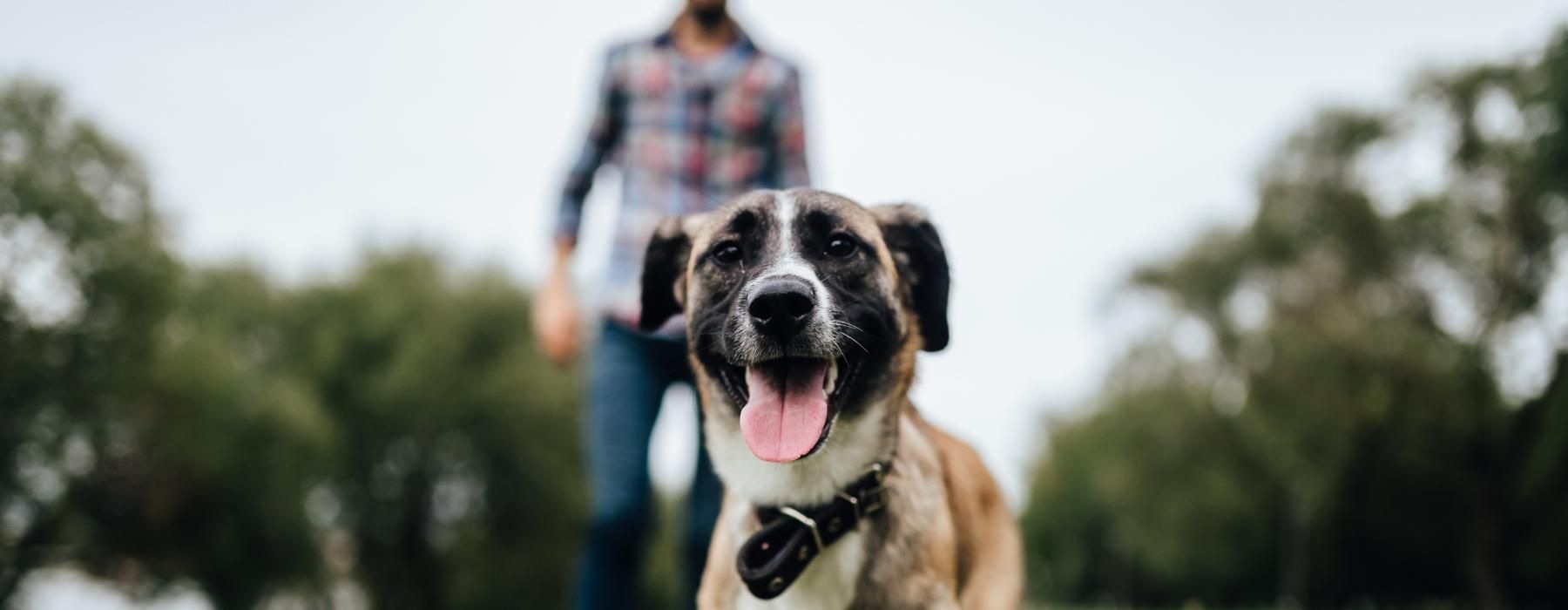a dog running in a grassy area