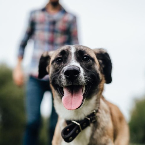 a dog running in a grassy area