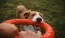 a dog biting a dog toy