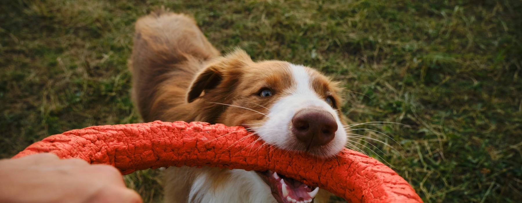 a dog biting a dog toy
