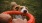 a dog biting a dog toy